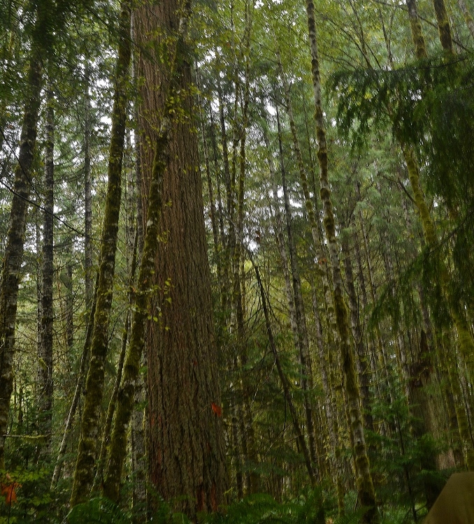 old-growth forest